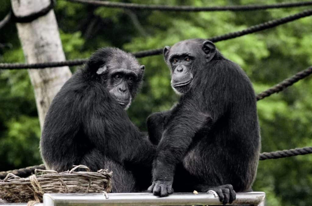 Researchers use VR to study how chimps hunt for fruit