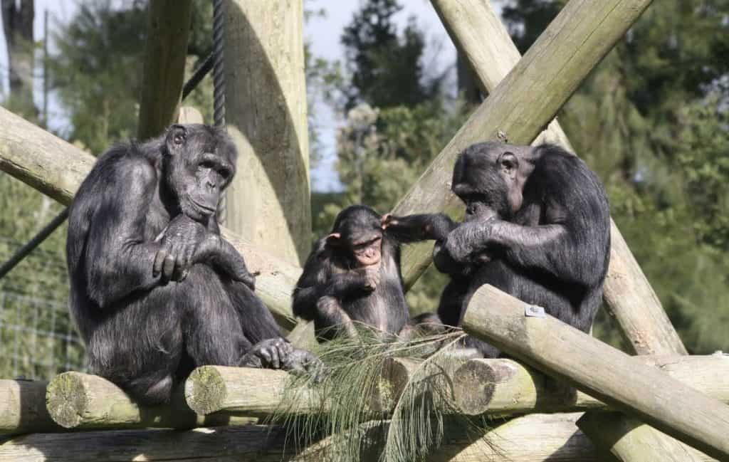 Researchers use VR to study how chimps hunt for fruit